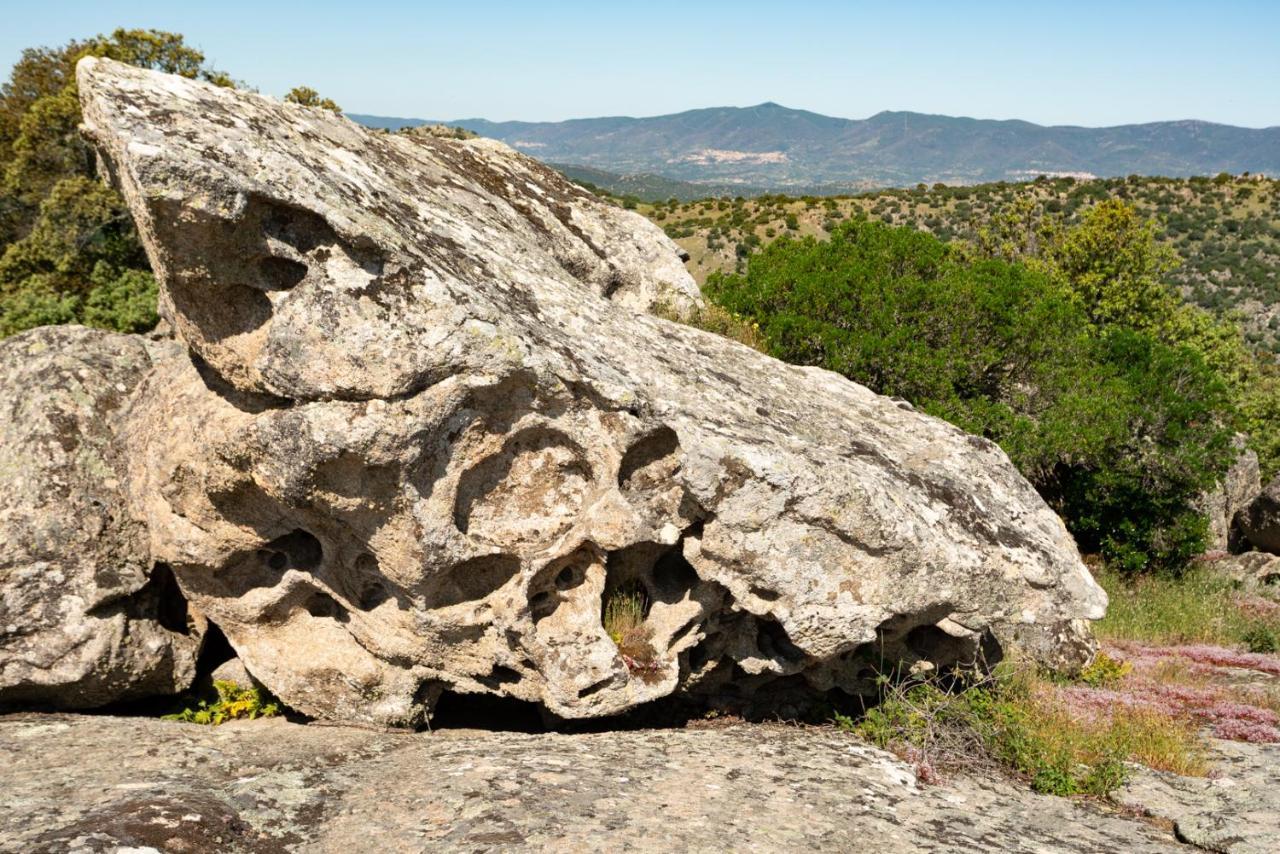 Testone *